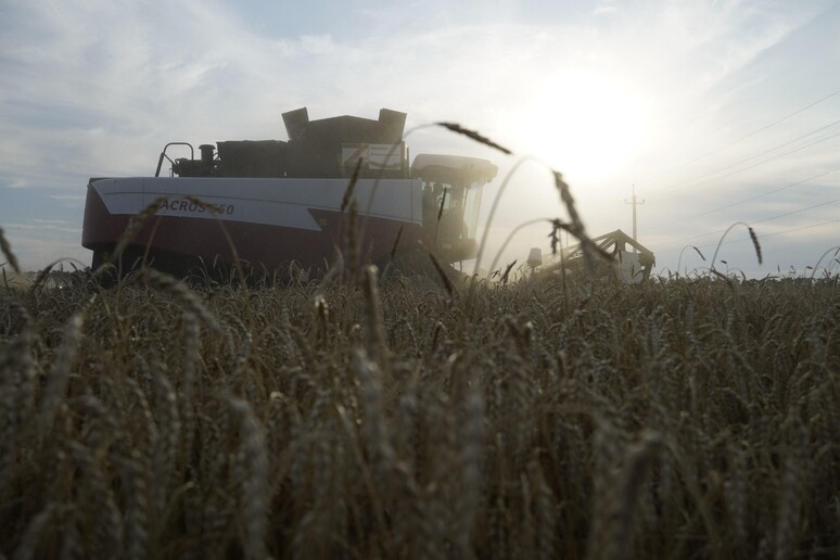 Un campo di grano © ANSA/AFP