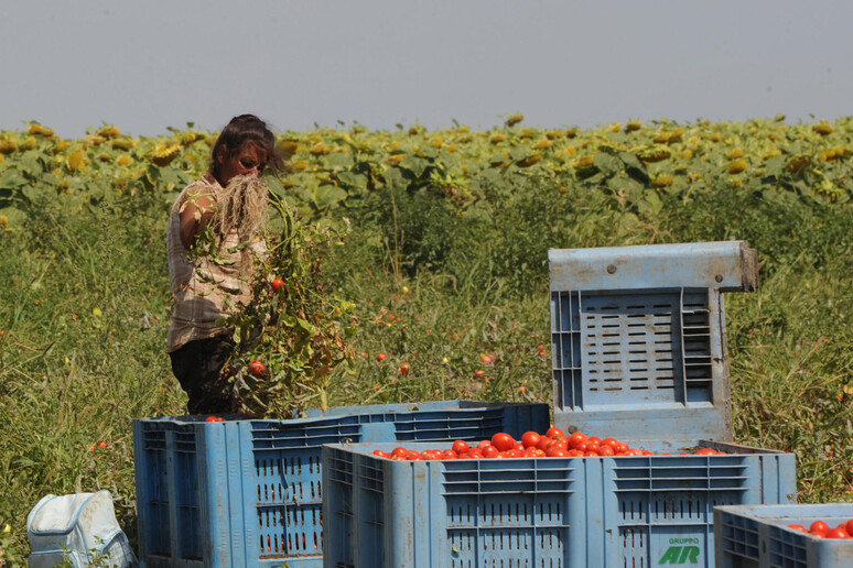 Una persona impegnata nella raccolta di pomodori - RIPRODUZIONE RISERVATA