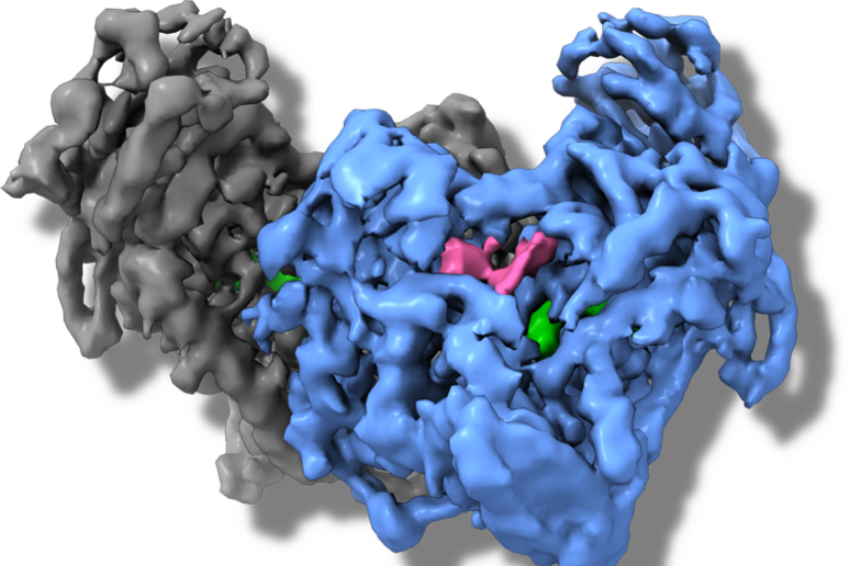 Struttura al microscopio elettronico dell 'enzima vitale per il parassita insieme alla molecola capace di bloccarlo, in blu (fonte: Università degli Studi dell 'Aquila) - RIPRODUZIONE RISERVATA