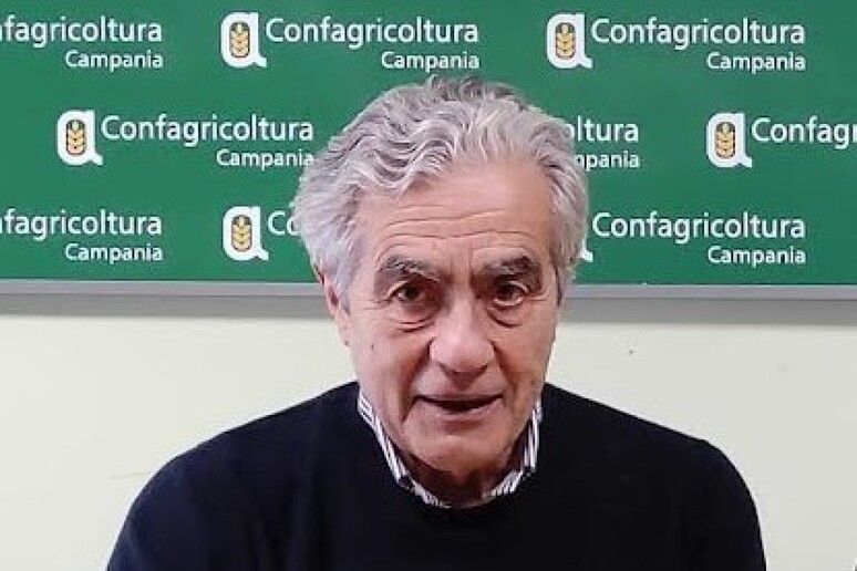 Fabrizio Marzano, presidente di Confagricoltura Campania - RIPRODUZIONE RISERVATA