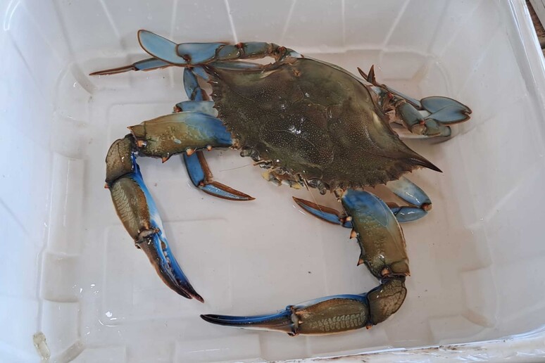 Blue-crab invasion jeopardises E-R economy says Bonaccini