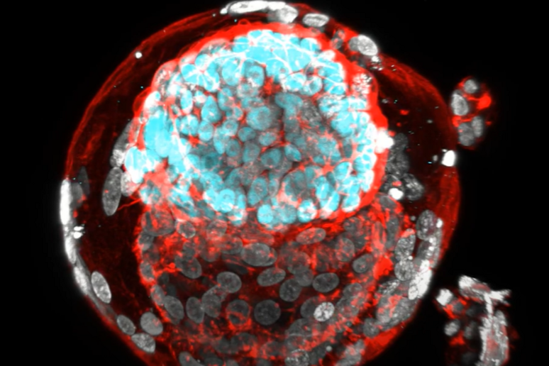 Il sosia dell’embrione umano ottenuto a partire da cellule staminali (fonte: Oldak et al, Nature) - RIPRODUZIONE RISERVATA