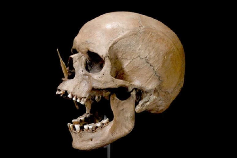 Il cranio dell 'Uomo di Pormose, del Neolitico, è uno dei resti dai quali è stato estratto il Dna antico (fonte: The Danish National Museum) -     RIPRODUZIONE RISERVATA