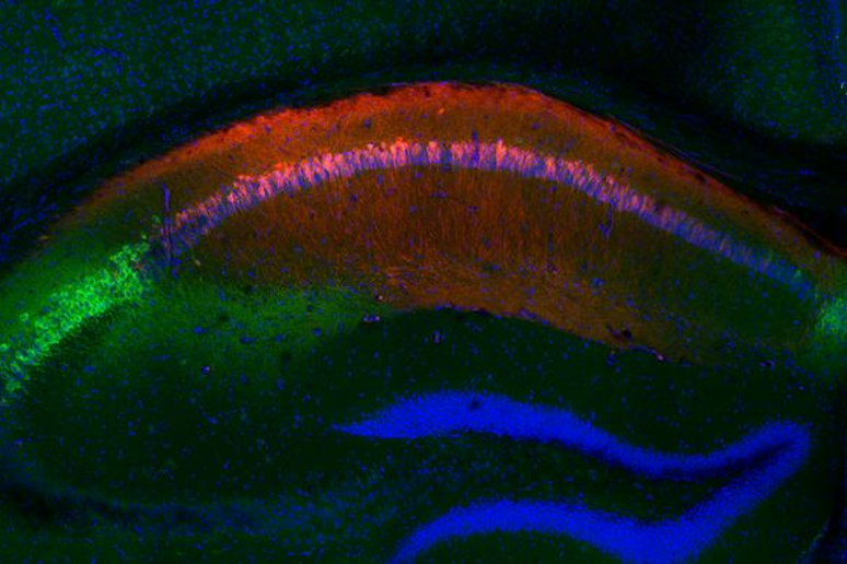 Nel cervello di un topoin verde  l 'area che ricorda le interazioni sociali, in rosso quella che ricorda i luoghi  (fonte: P. Kassraian et al., Columbia’s Zuckerman Institute) - RIPRODUZIONE RISERVATA