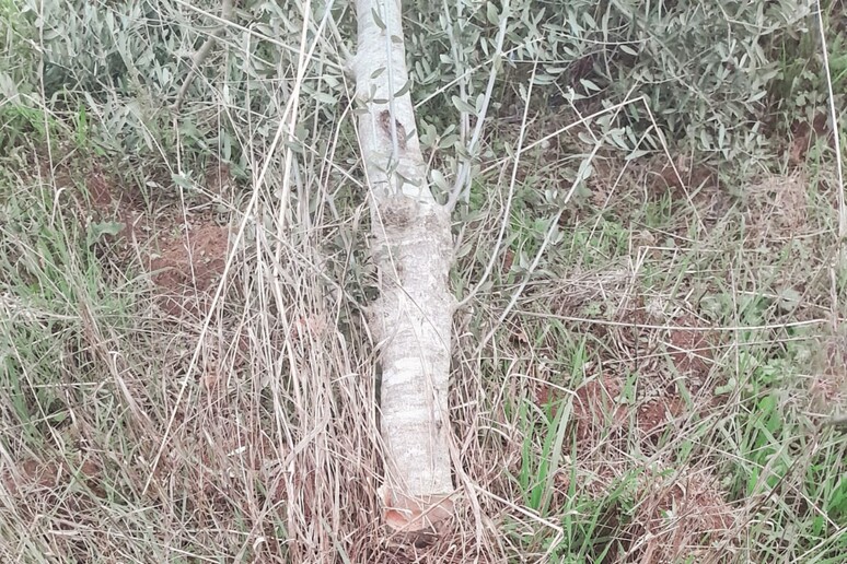 Intimidazione al vicesindaco di Aieta, in Calabria