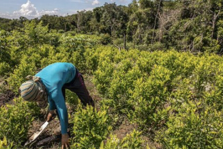 Onu, la produzione di cocaina in Colombia è aumentata del 53%