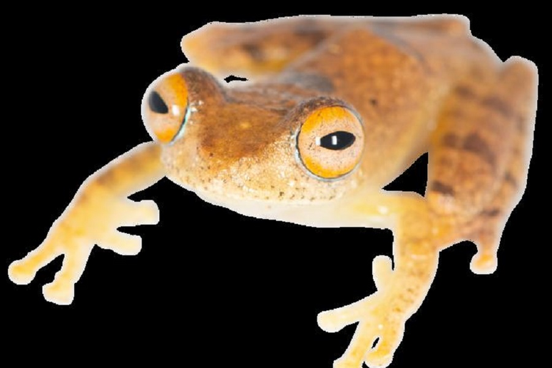 La specie di rana Boophis, dedicata al capitano della USS Enterprise Christopher Pike (fonte: Mark D. Scherz) - RIPRODUZIONE RISERVATA