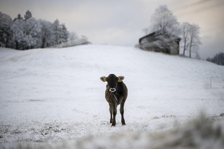 © ANSA/EPA