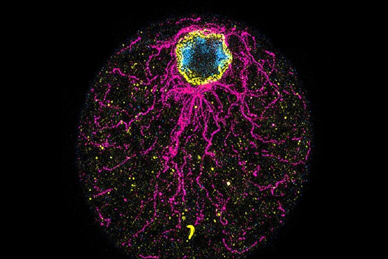 L’organismo unicellulare C. perkinsii (fonte: DudinLab) - RIPRODUZIONE RISERVATA