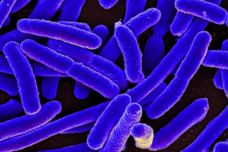 I batteri avevano finora tenuto nascosto un altro trucco per schivare l’attacco degli antibiotici (fonte:&nbsp;NIAID) - RIPRODUZIONE RISERVATA