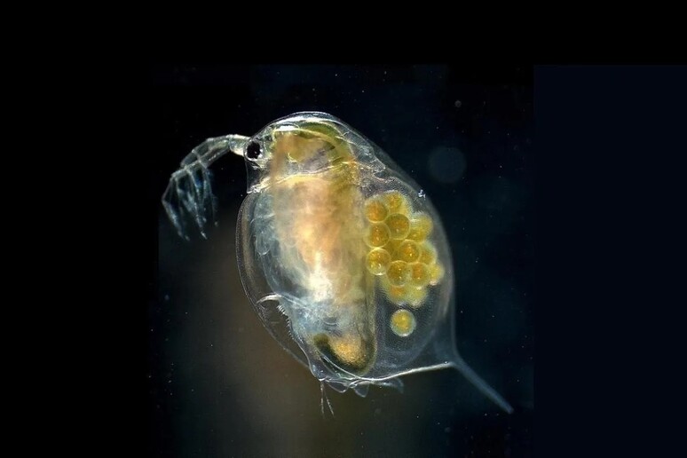 Una femmina adulta di pulce d 'acqua (Daphnia magna) (fonte: Hajime Watanabe/ Wikimedia CC BY 2.5) - RIPRODUZIONE RISERVATA