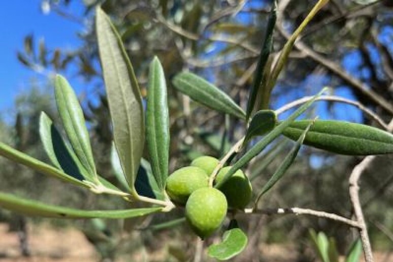 L 'export di olive e olio traina il commercio agroalimentare a livello europeo - RIPRODUZIONE RISERVATA