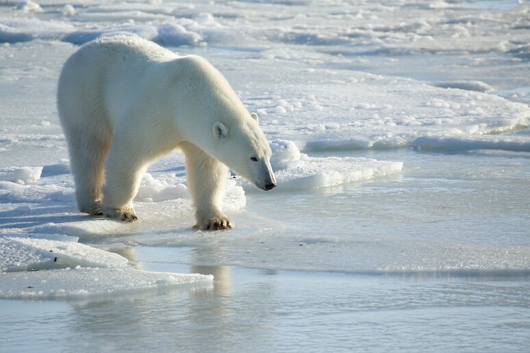 Un orso polare cammina su un sottile strato di ghiaccio marino (fonte: Kt Miller/Polar Bears International) - RIPRODUZIONE RISERVATA