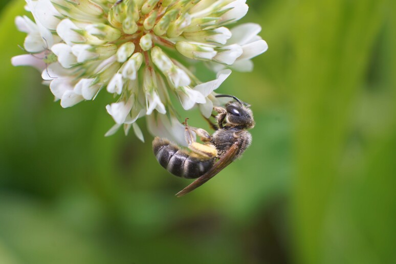 Gli insetti impollinatori giocano un ruolo fondamentale negli ecosistemi (fonte: Università degli Studi di Padova) - RIPRODUZIONE RISERVATA
