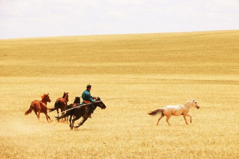 La diffusione del cavallo domestico partì dalle vaste steppe della Russia occidentale (fonte: Ludovic Orlando) - RIPRODUZIONE RISERVATA