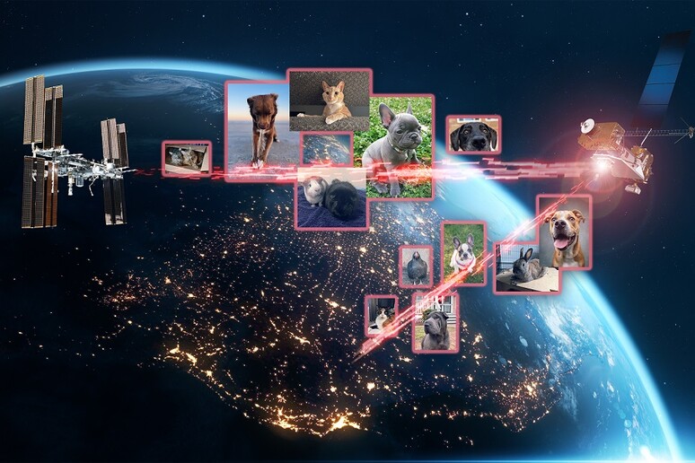 Centinaia di foto e video di animali domestici inviate nello spazio via laser (fonte: NASA/Dave Ryan) - RIPRODUZIONE RISERVATA