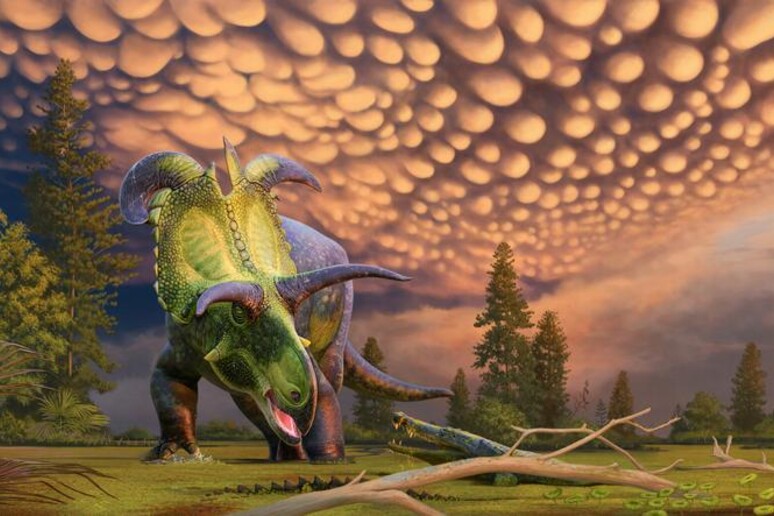 Ricostruzione artistica del Lokiceratopo (fonte: ©Andrey Atuchin per il Museo dell’evoluzione a Maribo, Danimarca) - RIPRODUZIONE RISERVATA