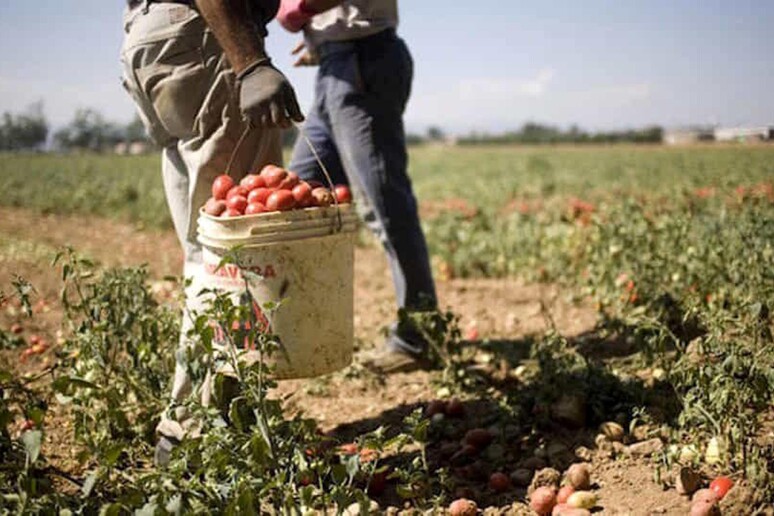 Braccianti impegnati nella raccolta dei pomodori - RIPRODUZIONE RISERVATA