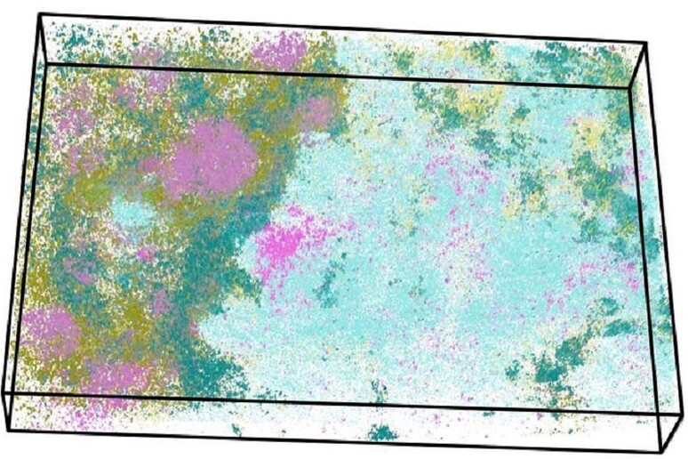 Esempio di mappa 3D di un tessuto ottenuta nel progetto Open-St. I colori indicano l 'espressione dei geni (fonte: N. Rajewsky Lab, Max Delbrück Center) - RIPRODUZIONE RISERVATA