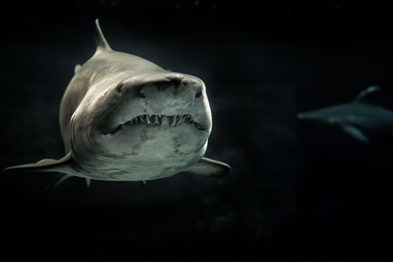 Lo squalo bianco (fonte:  George Desipris da PxHere) - RIPRODUZIONE RISERVATA