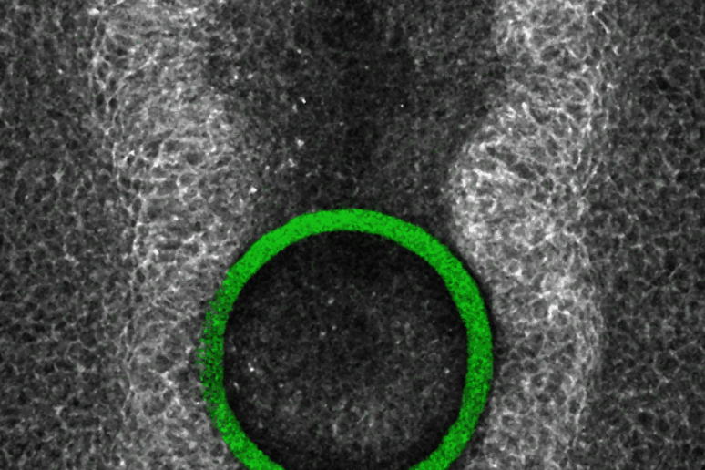 Un sensore 3D nell 'embrione di pollo (fonte: Nature Materials, 2024) - RIPRODUZIONE RISERVATA