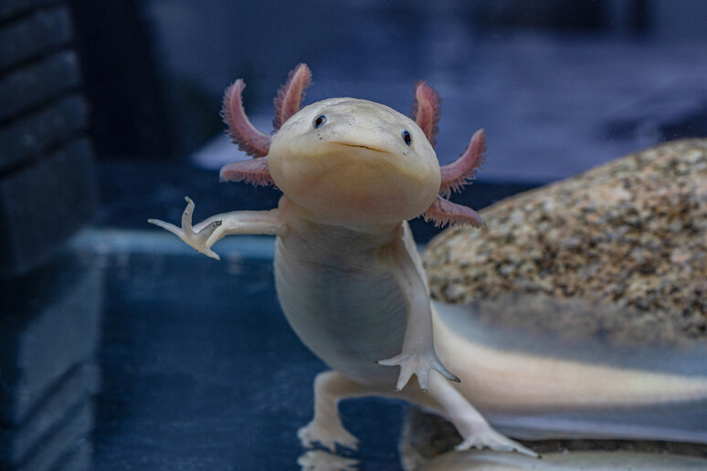 Salamandra  axolotl - RIPRODUZIONE RISERVATA