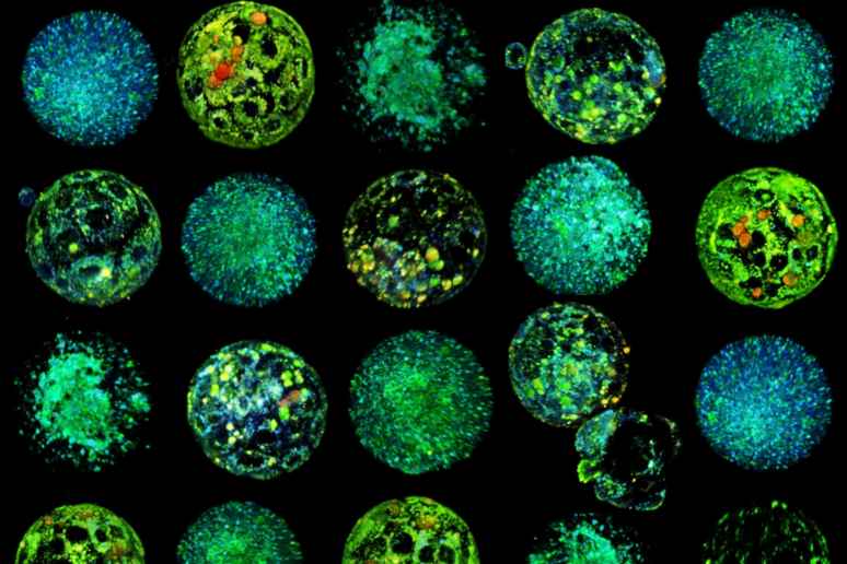 Ricostruzione in 3D di immagini iperspettrali di embrioni di topo (fonte: IBEC) - RIPRODUZIONE RISERVATA