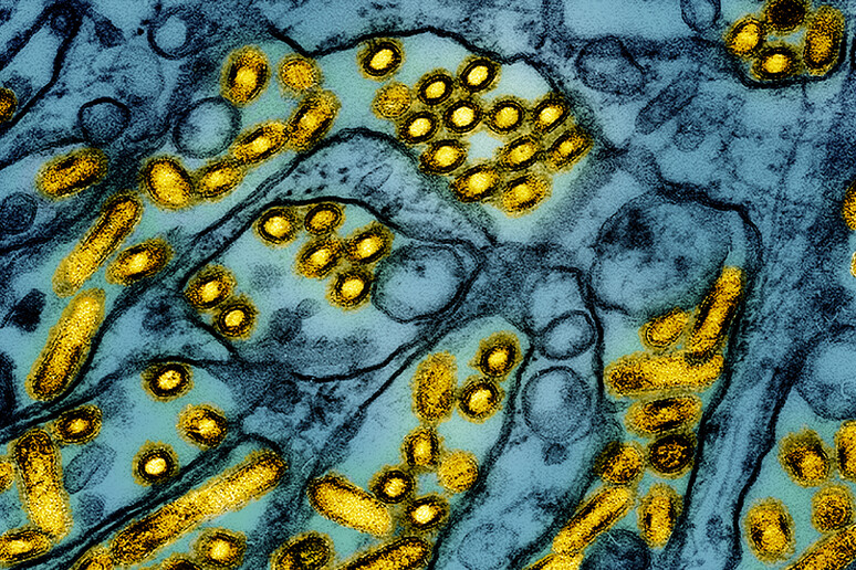 In giallo le particelle del virus dell 'influenza aviaria A H5N1 viste al microscopio (fonte: CDC e NIAID, via Flickr) - RIPRODUZIONE RISERVATA