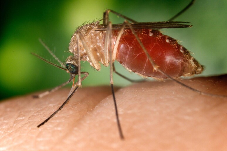 WEST NILE, SALGONO A 2 I DECESSI IN ITALIA NEL 2024 © ANSA/EPA