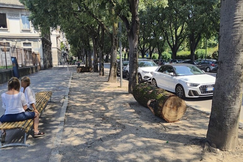 A Milano tronchi d'albero per combattere la sosta irregolare