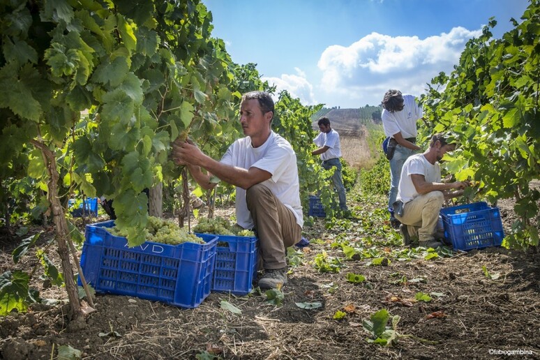 Al via la vendemmia 2024 a Donnafugata - RIPRODUZIONE RISERVATA