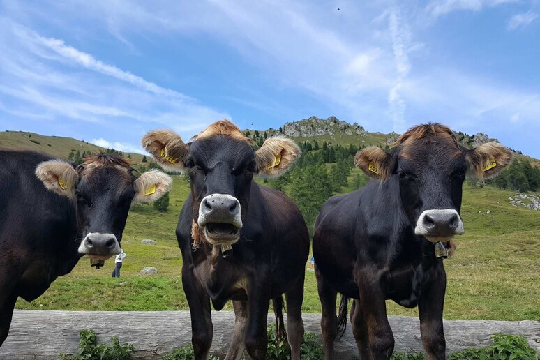 - RIPRODUZIONE RISERVATA