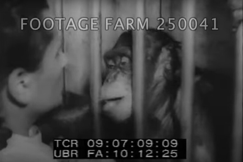 Il cinegiornale degli anni Sessanta con lo scimpanzé Renata di Roma (fonte: Footage Farm, YouTube) - RIPRODUZIONE RISERVATA
