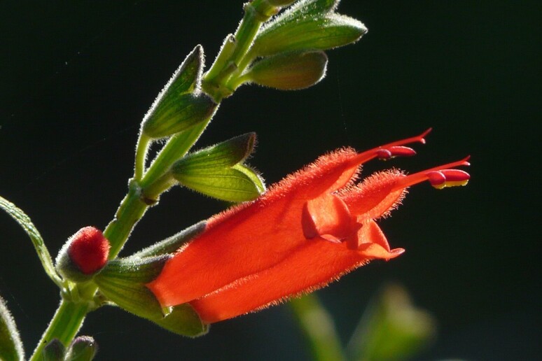 Salvia Haenkel (fonte: jean louis broncard, cc-by-sa, PlantNet) - RIPRODUZIONE RISERVATA