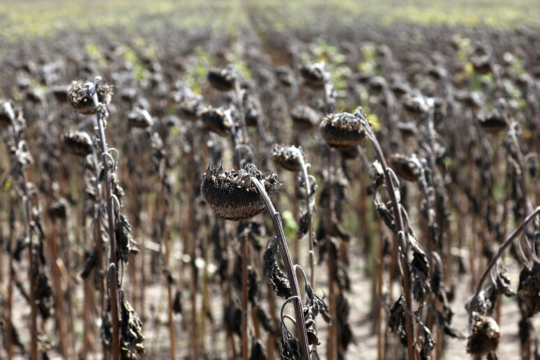 Gli effetti della siccità in un campo di girasoli in Romania - RIPRODUZIONE RISERVATA