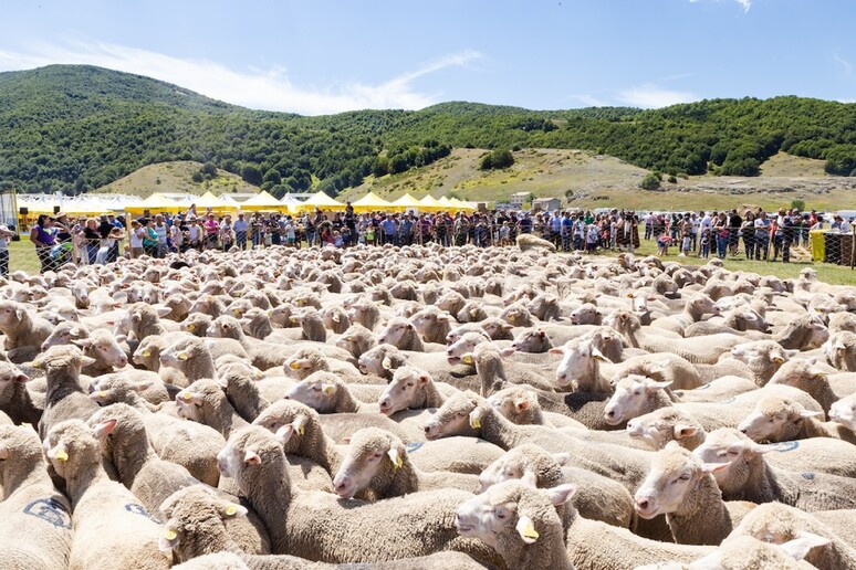 Festa della transumanza sull 'altopiano di Rascino - RIPRODUZIONE RISERVATA