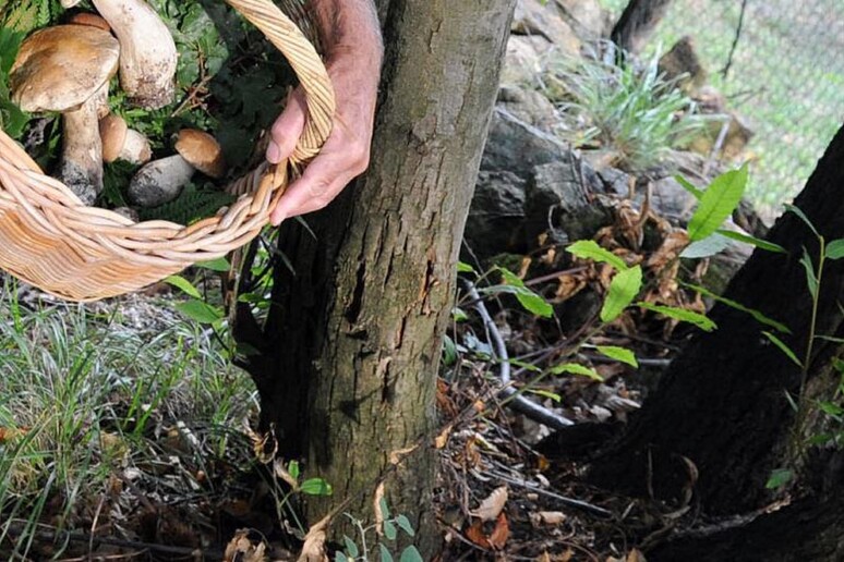 Un cercatore di funghi in un 'immagine di archivio - RIPRODUZIONE RISERVATA