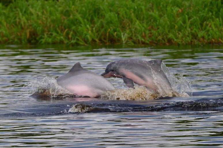 Brasile, la siccità torna ad uccidere i delfini in Amazzonia