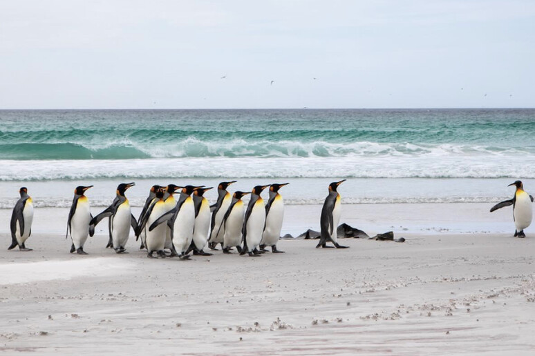 Confermato caso di influenza aviaria nelle Falkland, a Surf Bay