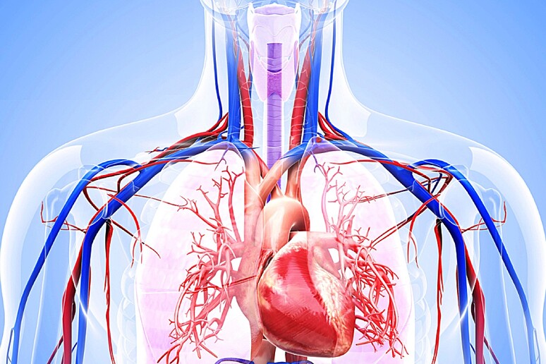 CvRisk-IT, iniziativa coordinata dalla Rete cardiologica Irccs del ministero della Salute. Fonte:  https://retecardiologica.it/ - RIPRODUZIONE RISERVATA