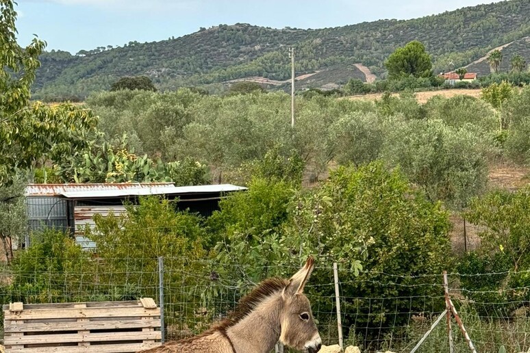 - RIPRODUZIONE RISERVATA