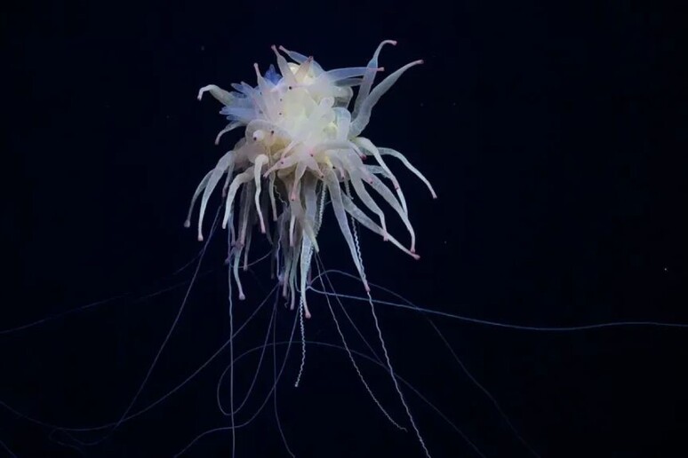 un esemplare di Bathyphysa conifera (fonte: ROV SuBastian/Ist. Oceanico Schmidt) - RIPRODUZIONE RISERVATA