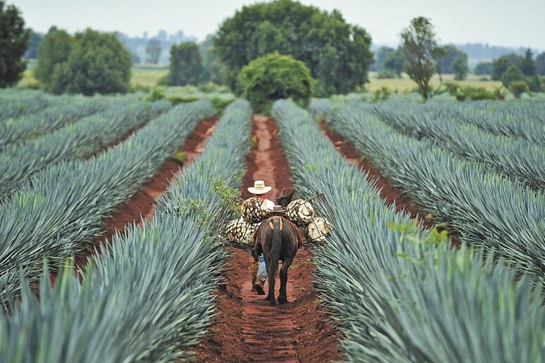 - RIPRODUZIONE RISERVATA