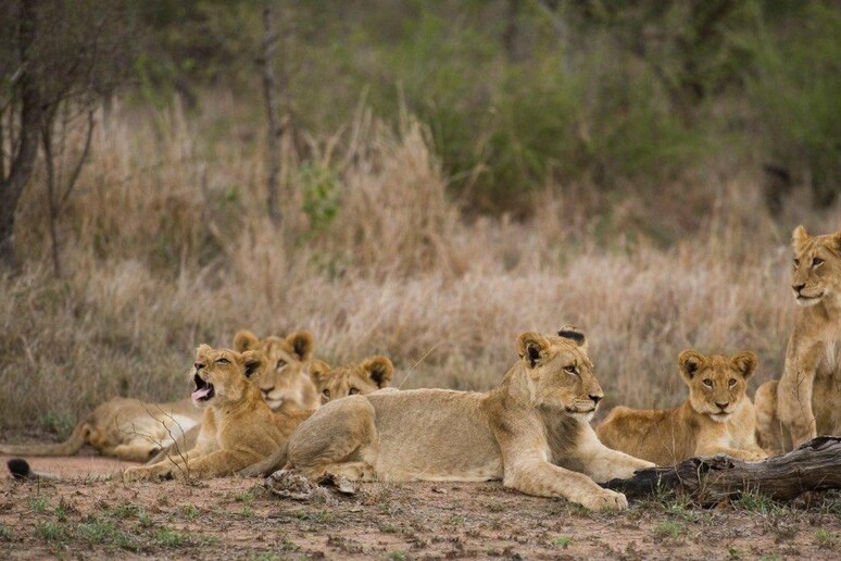 A 8 anni sopravvive 5 giorni in un parco con leoni in Zimbabwe