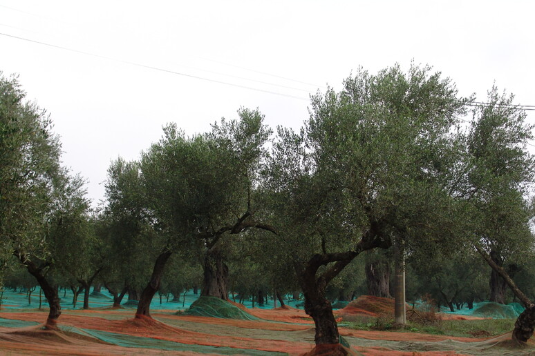 - RIPRODUZIONE RISERVATA