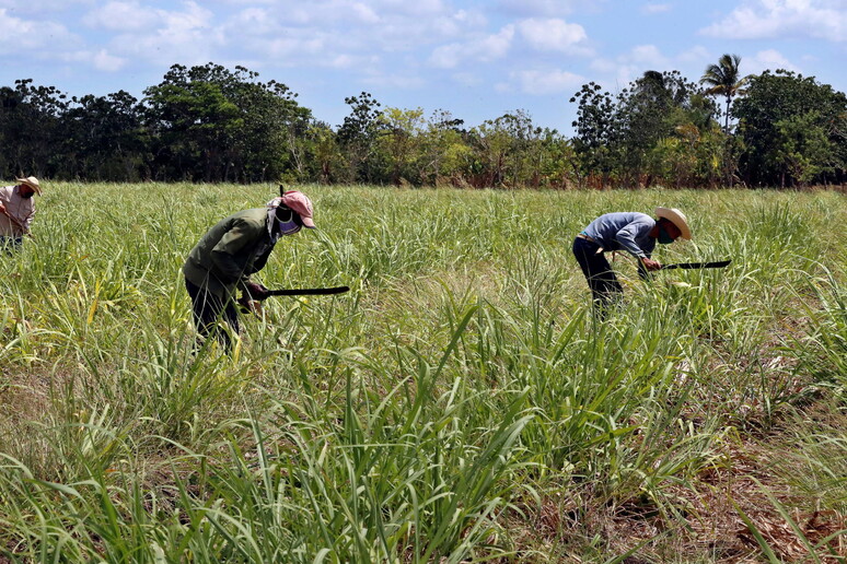 Cuba concede terre a un'impresa vietnamita per piantare riso